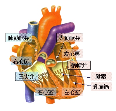 心臓の4つの弁の説明図